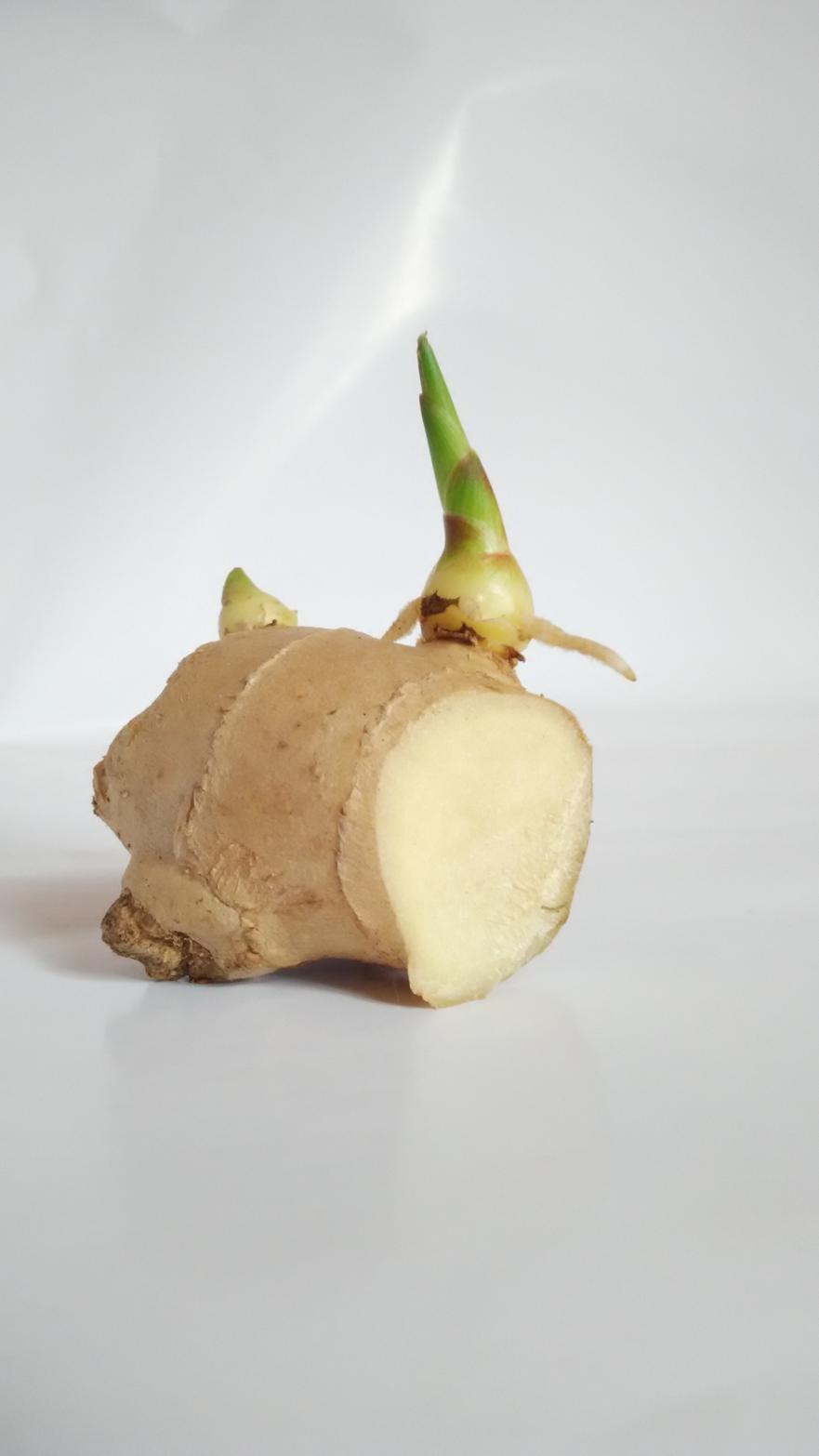 plant-fruit-food-produce-vegetable-pear-coconut-ginger-flavor-flowering-plant-germination-ginger-sprout-land-plant-547575